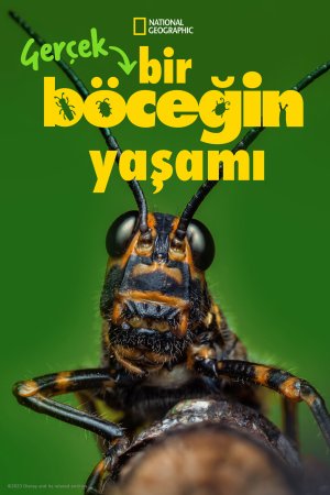 Gerçek Bir Böceğin Yaşamı